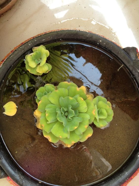 12 best indoor water plants in India to spruce up your home